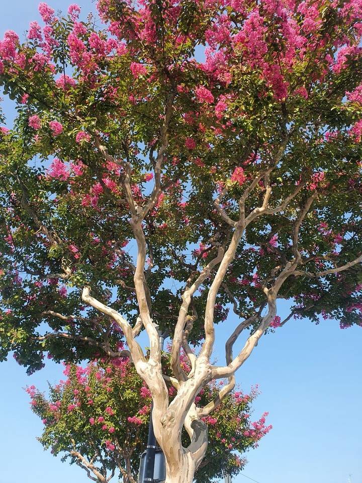 arbre