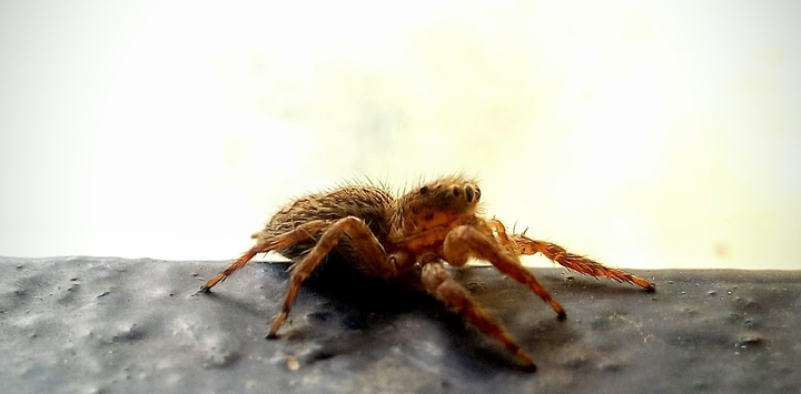 spider with 8 eyes