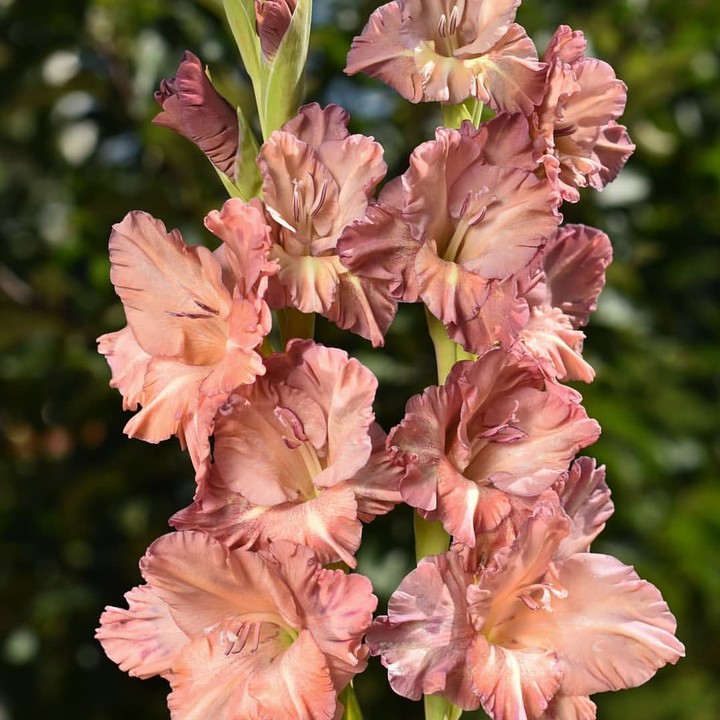 gladiola