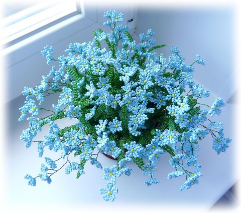 Forget-me-not
