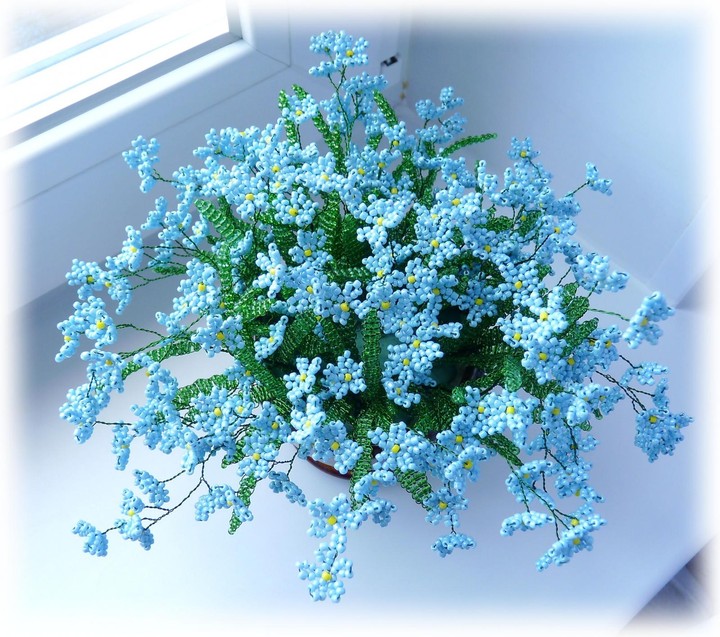 Forget-me-not