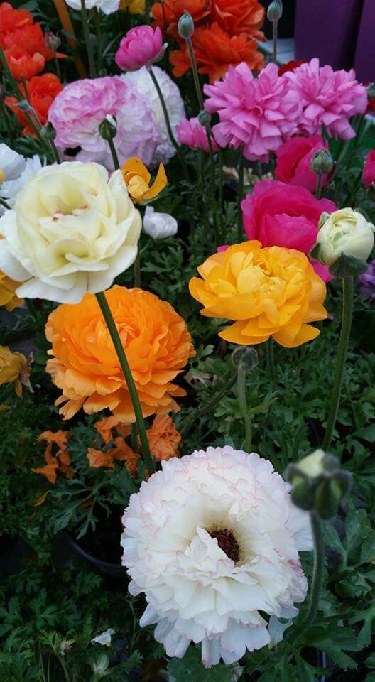 Flores