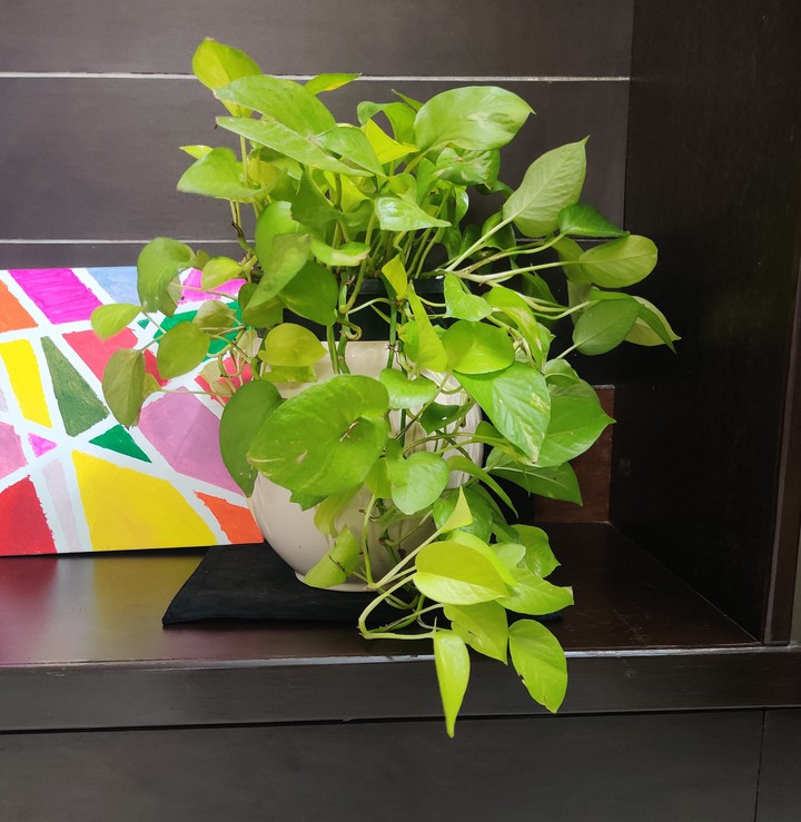 indoor plants