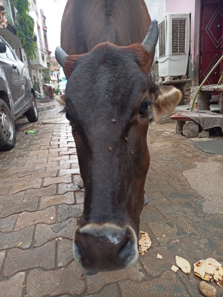 Indian cow