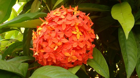 Orange Ixora
