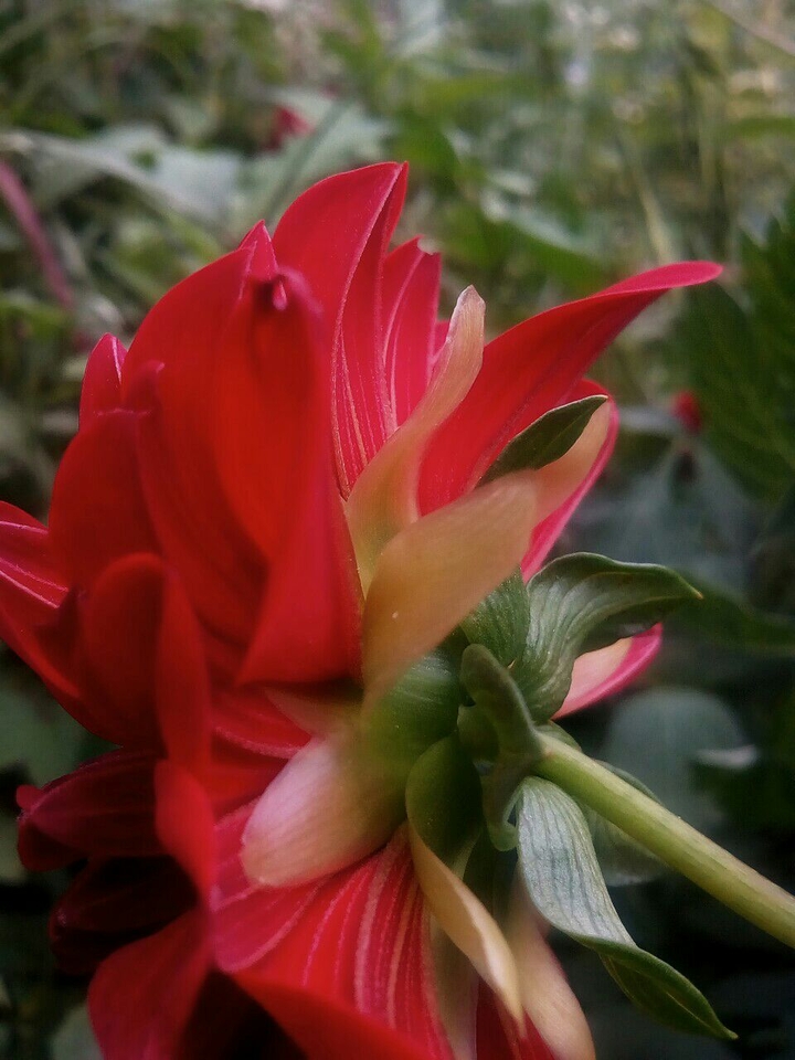 lovely flower...