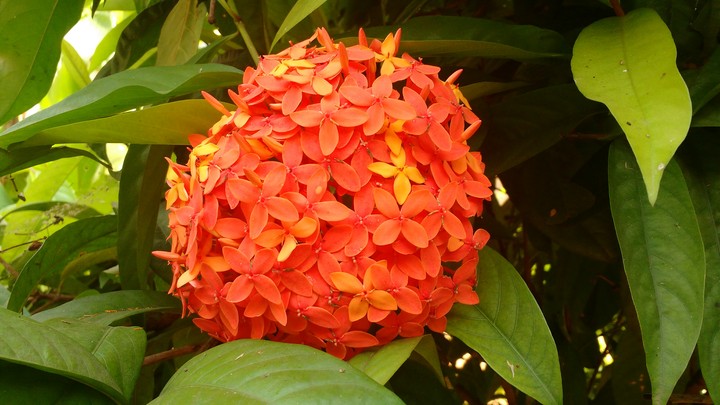Orange Ixora
