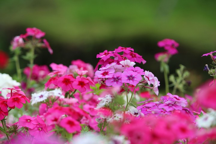 Floral beauty