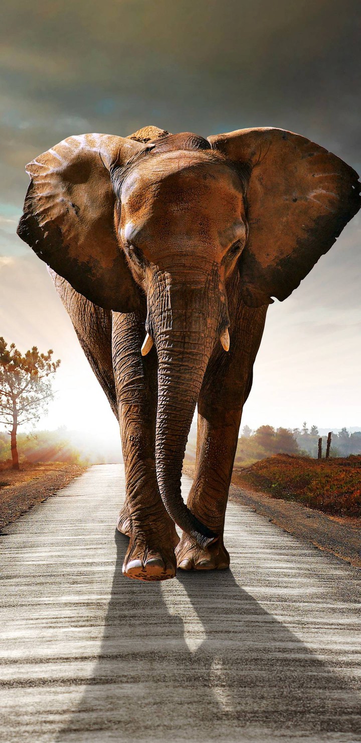 elephant