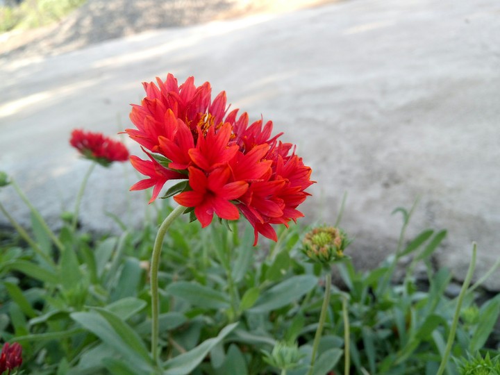 Red Flower