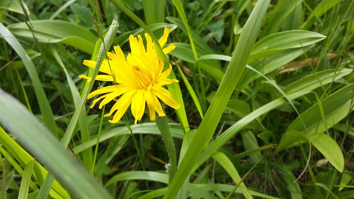 Dandelion