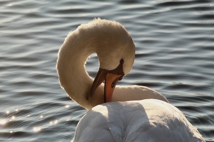 swan