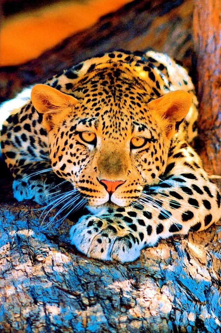 Leopard