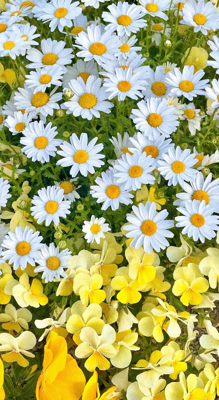 ♥