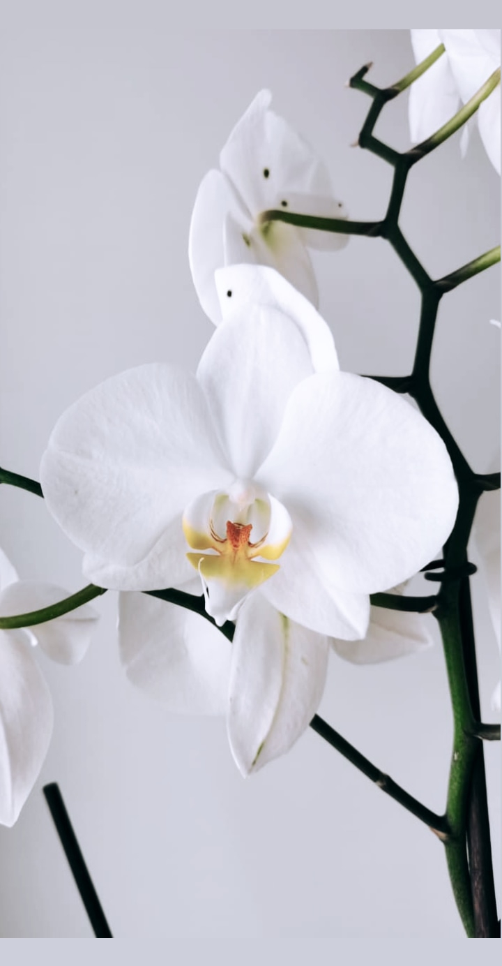 orchid