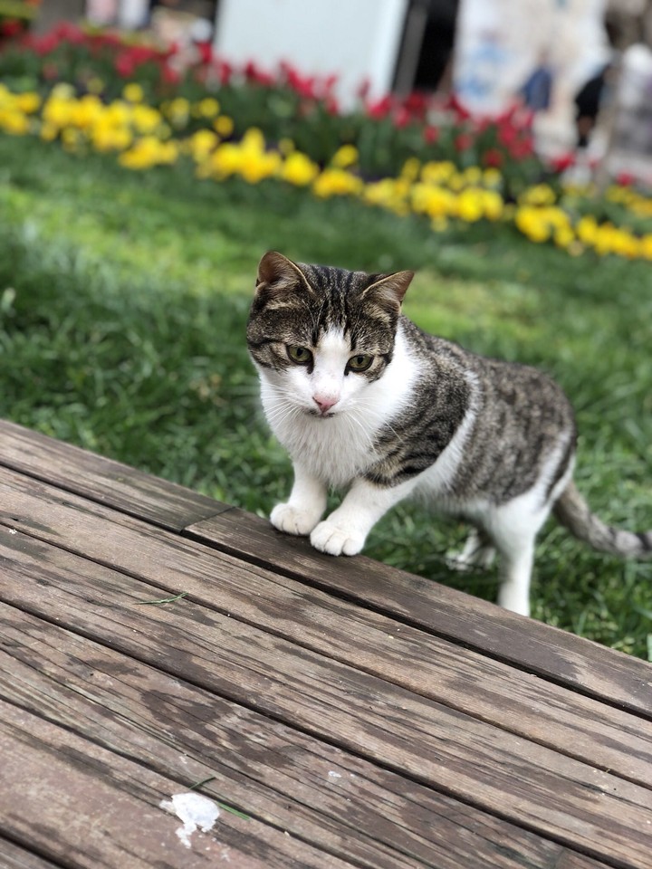 Istanbul cat