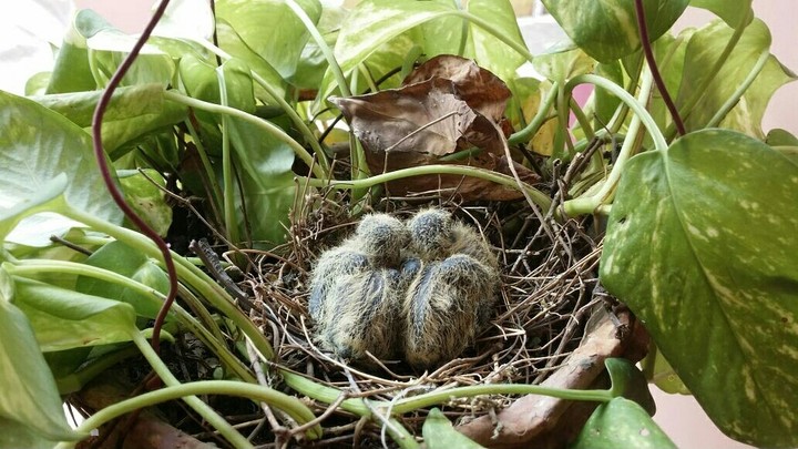 Nature so close