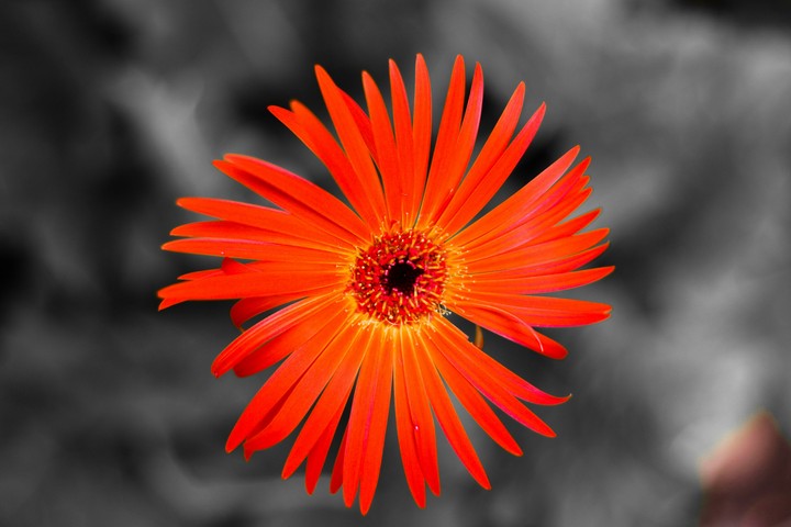 flower