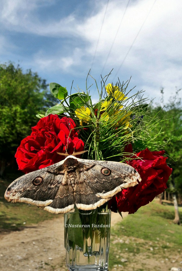 butterfly