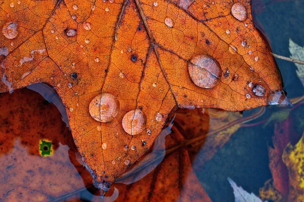 maple