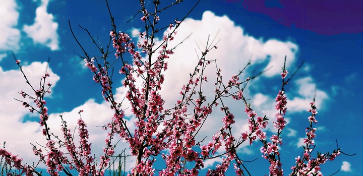 spring5
