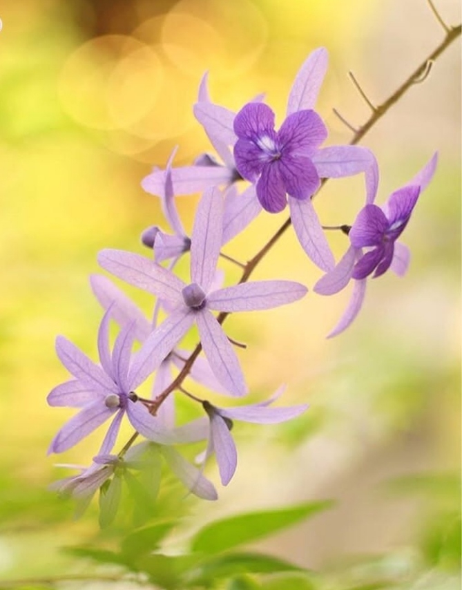 Orchid