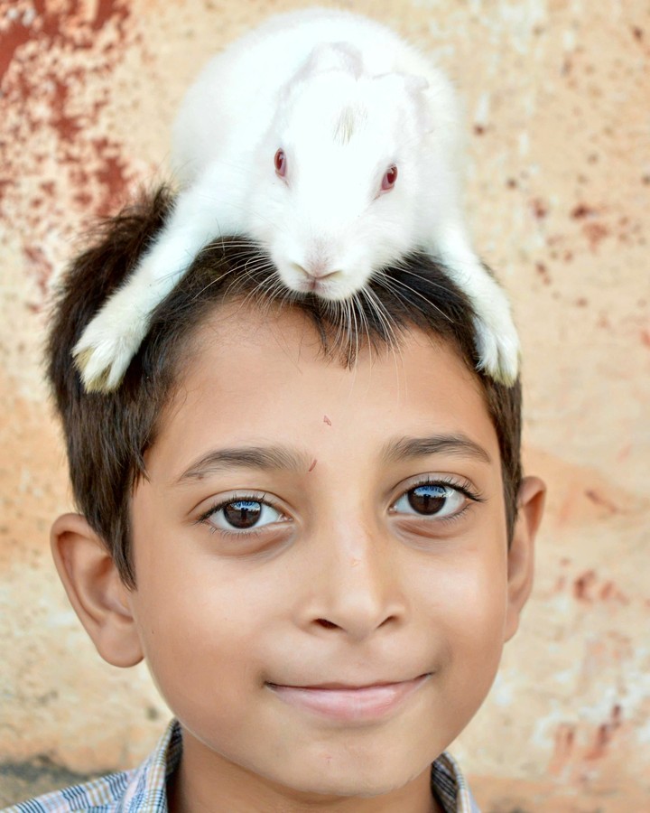 animals