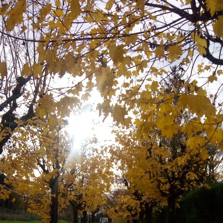 #Autumn #yellow #nature
