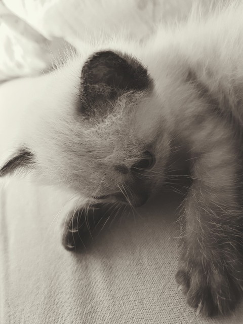 cat