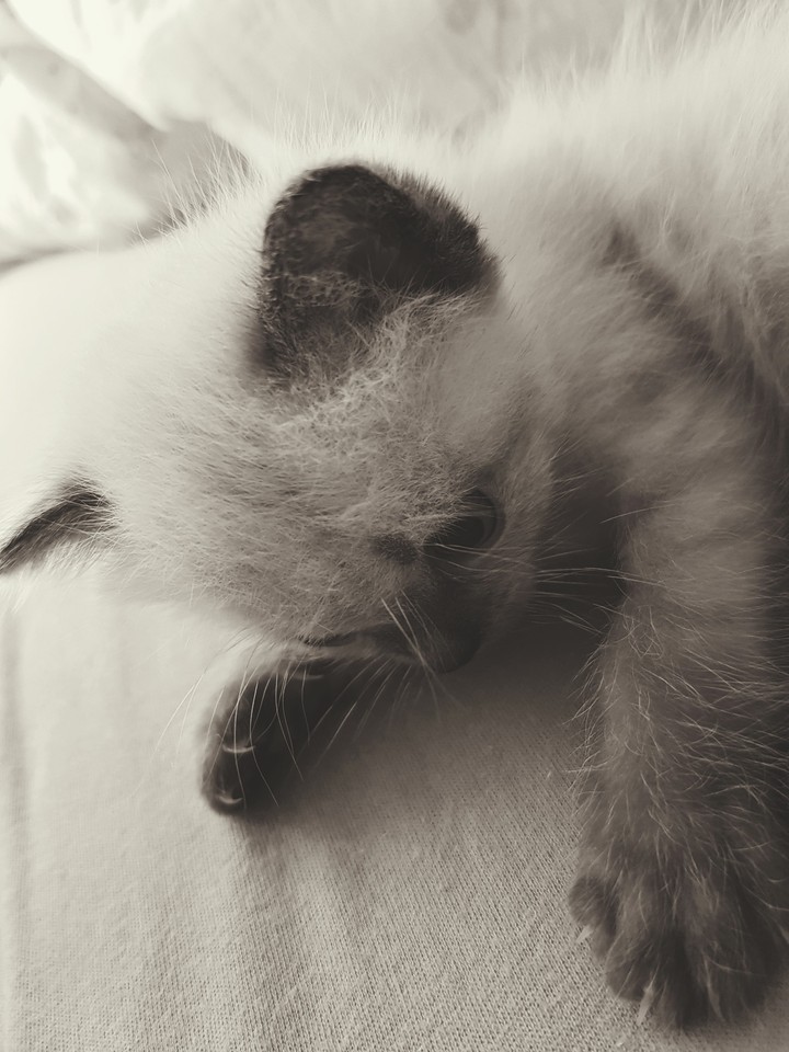 cat