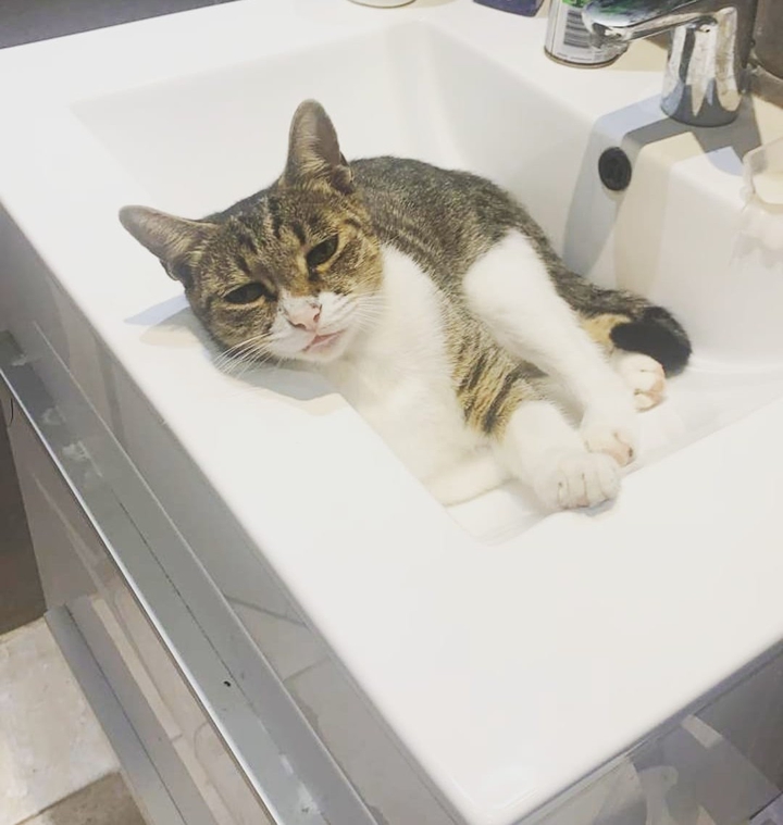 Gata