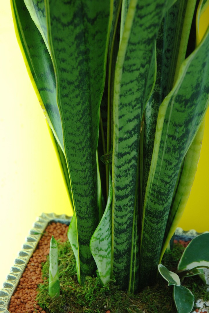 Plant