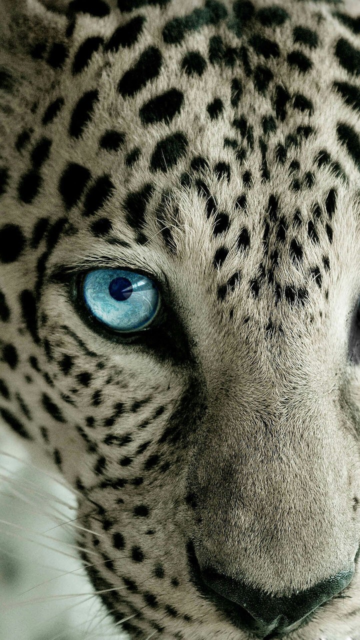 Leopard