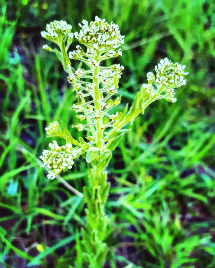 nature