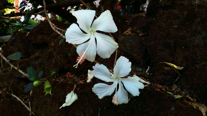 Gulmohar flowers!!
