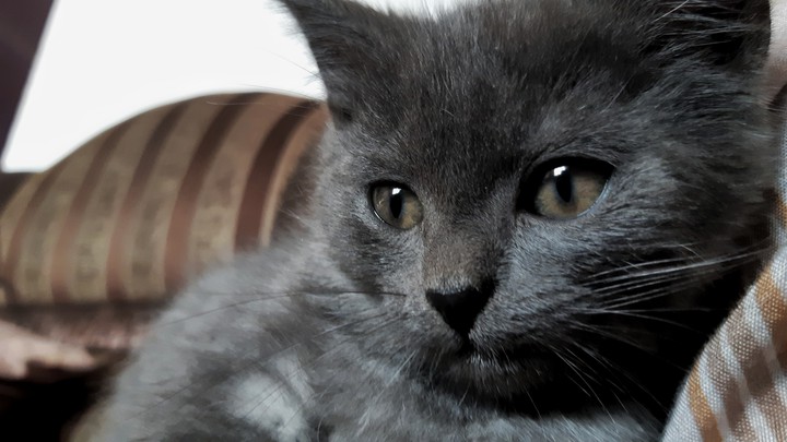 cat