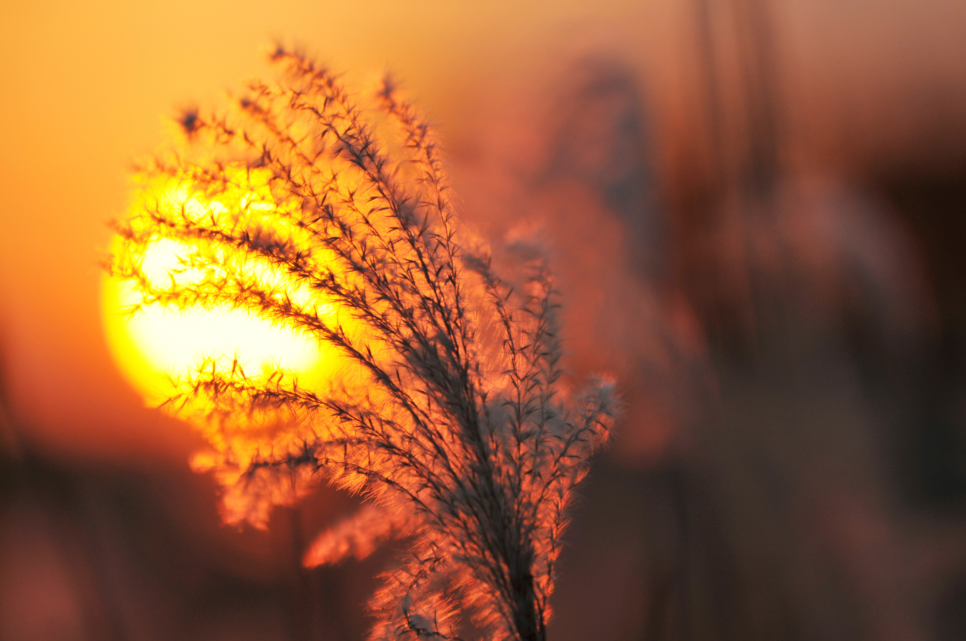 Silvergrass watching sunset