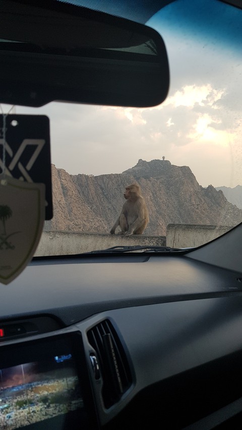monkey on the road