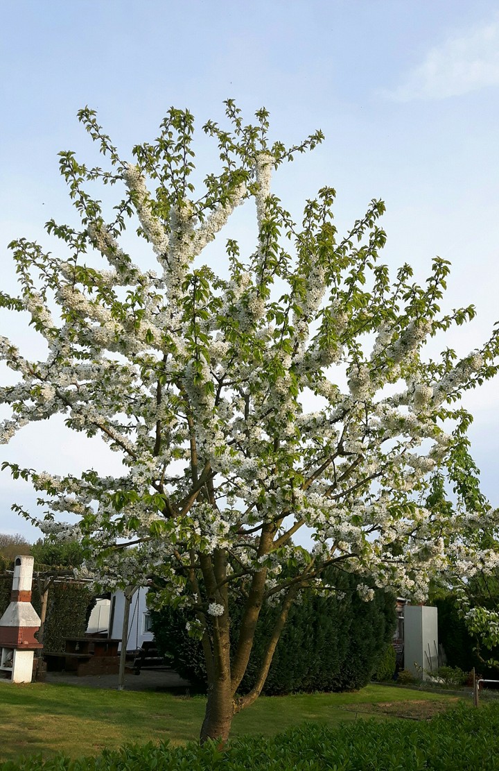 Kirsch Blüten