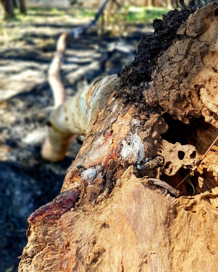 Burnt tree trunk.