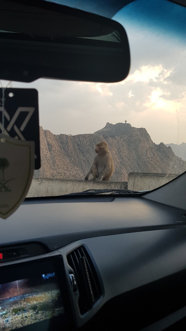 monkey on the road