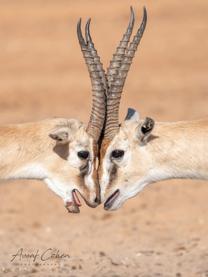 Gazelles
