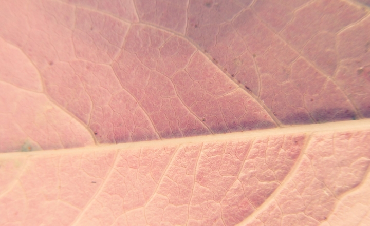 leaf