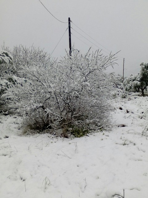 snow