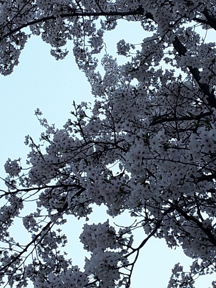 벛꽃