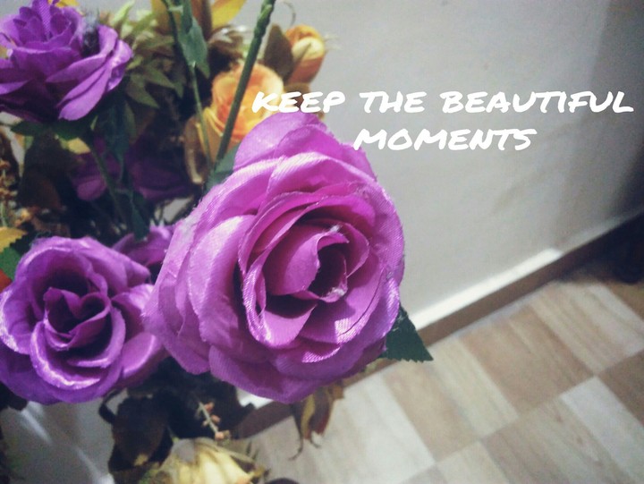 beautiful rose
