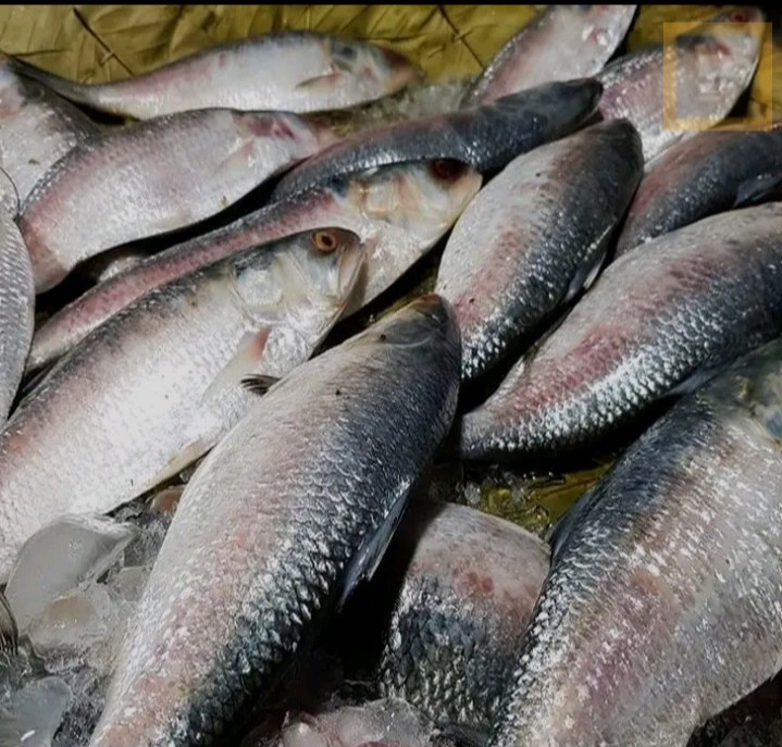 Fish