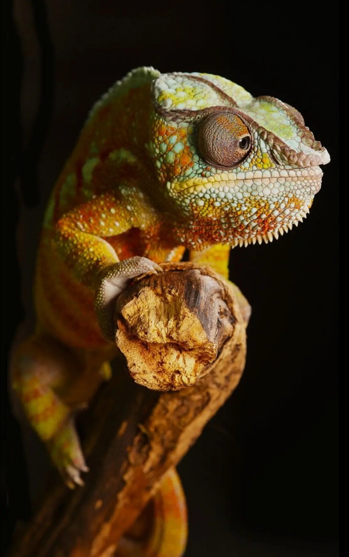 chameleon
