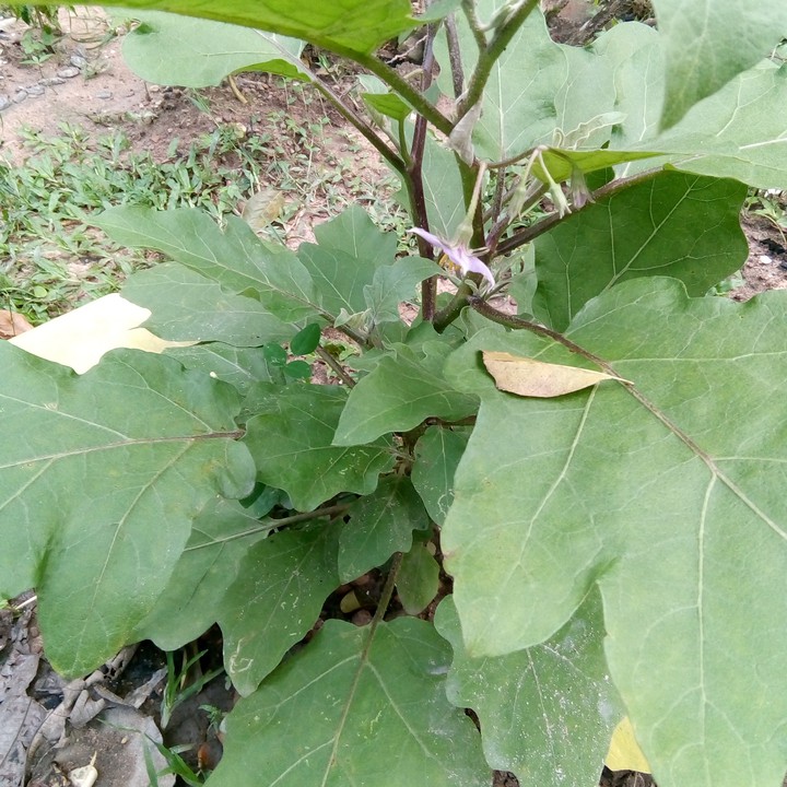""""""My Home Garden Cultivation"""""bringel""