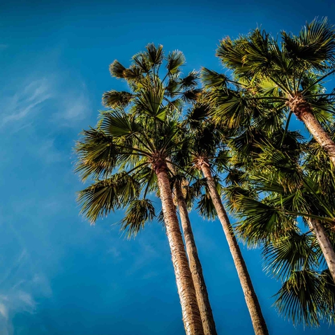 Coconut trees